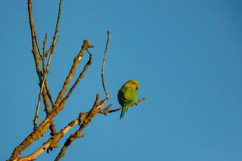 a small green bird sitting in the nches of a tree