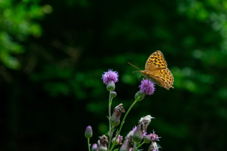 a close up view of a erfly on a thistle flower