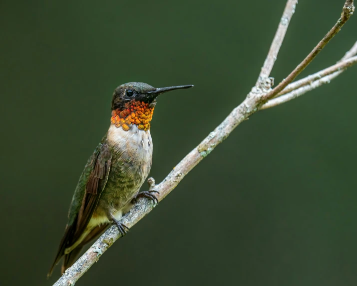 a small bird is perched on a nch