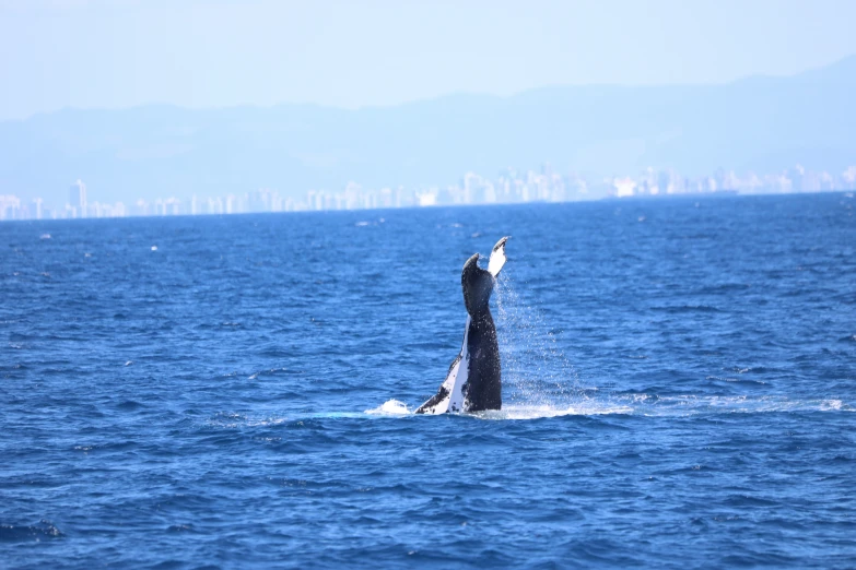 a whale diving in the ocean with its mouth open