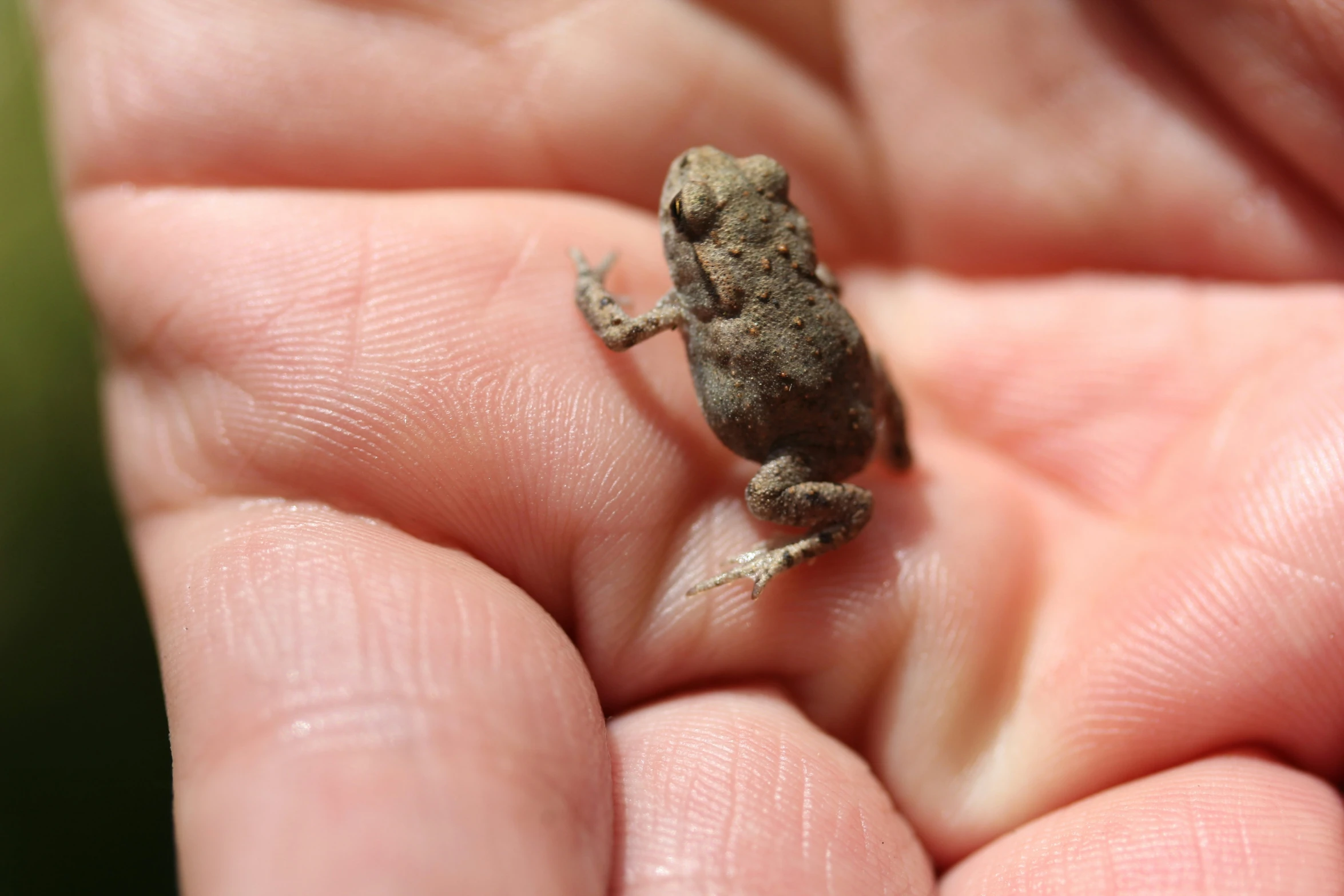 a small little frog sitting on top of the finger of someone