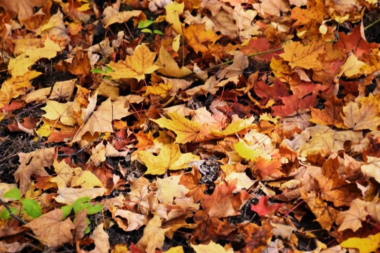 the yellow and brown leaves cover the ground