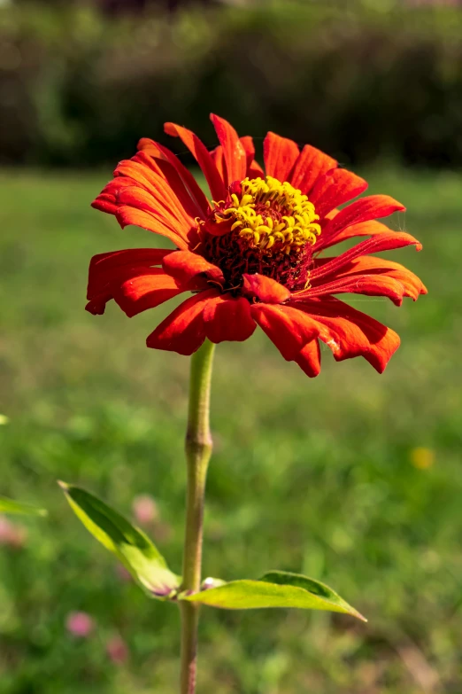 a flower is standing on the green grass