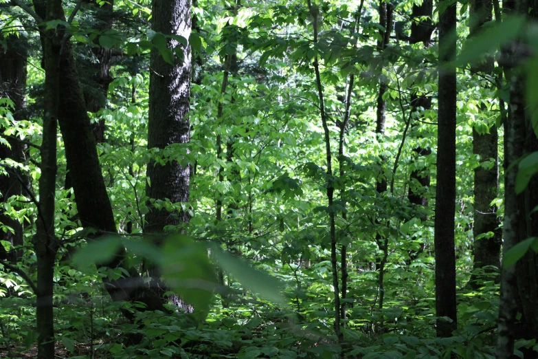 an image of the woods surrounding trees and plants