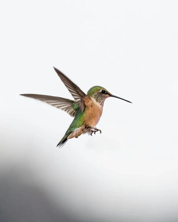 a small bird is flying in the air