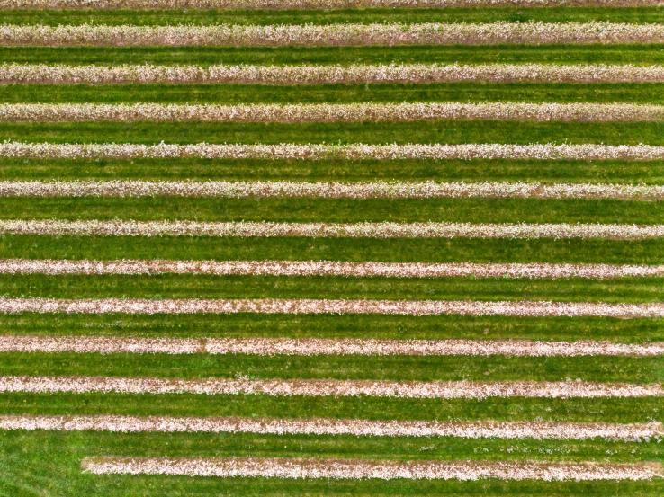 aerial view of the green grass, showing where it is being cut off