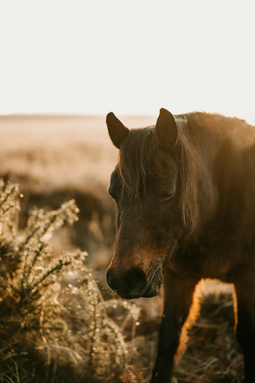 a very large horse standing next to a bush