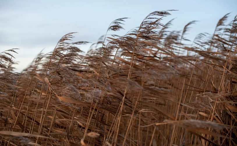 tall reeds with a blue sky in the background