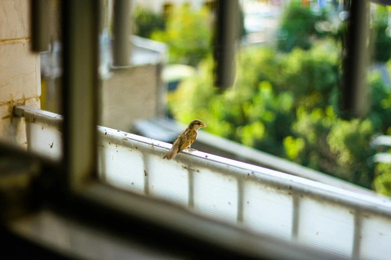 small bird looking out of window from inside a home