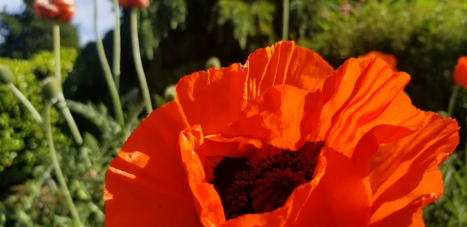 a field with orange flowers in the middle of the day