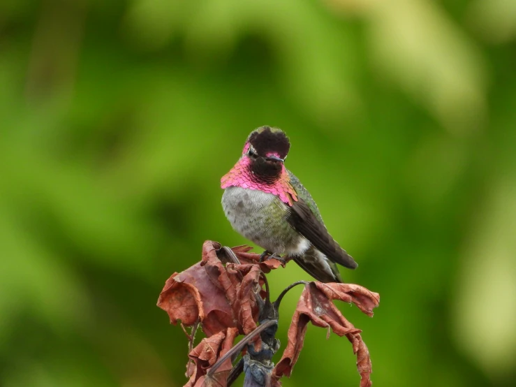 a small bird is perched on top of some leaves