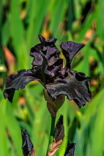 a black flower sitting on top of a field
