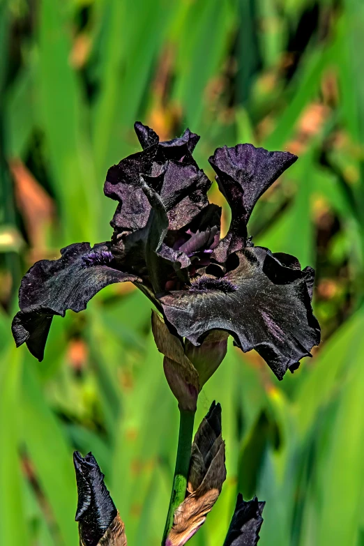 a black flower sitting on top of a field