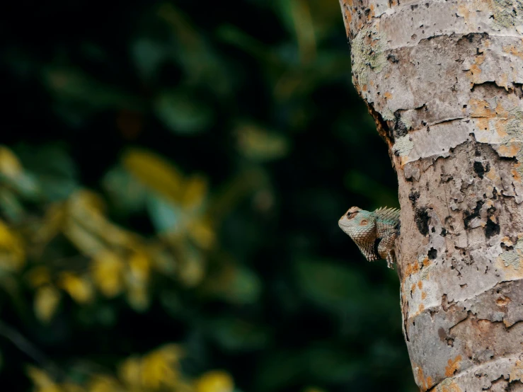 a green lizard is climbing a tree to collect bugs