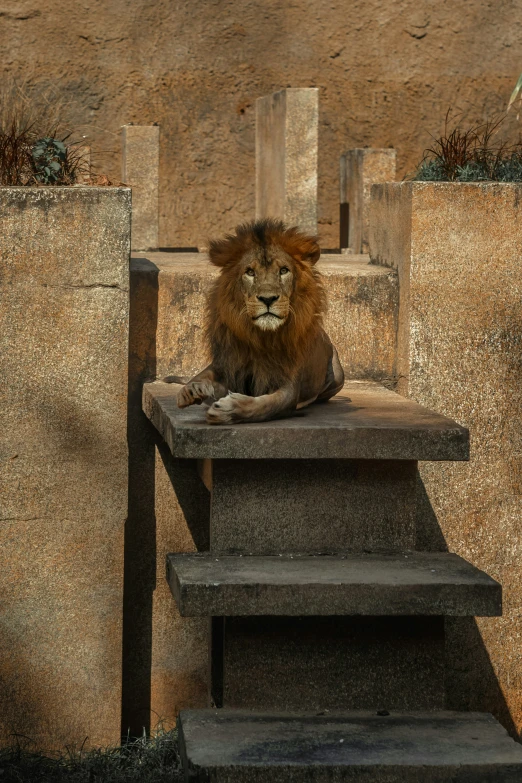 a large lion sitting on top of a wooden bench