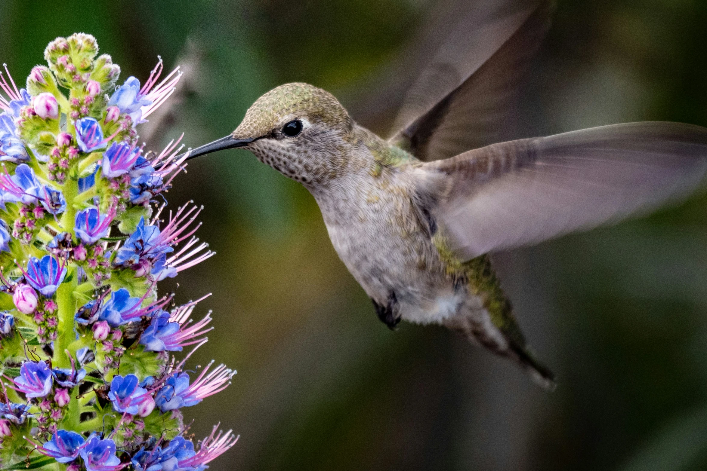 a hummingbird hovers near a purple flower