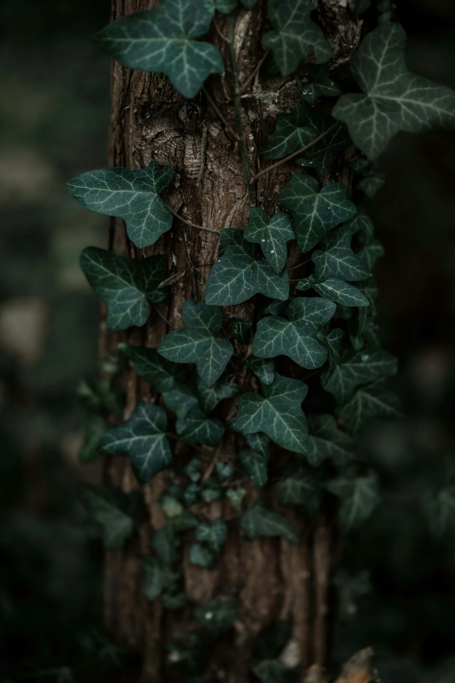 ivy growing on an old tree trunk with some leaves still attached to it