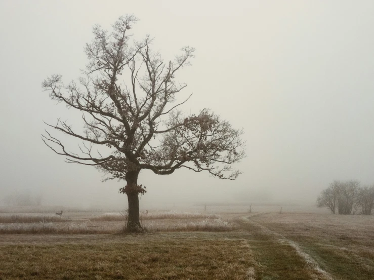 a lone tree on a foggy field