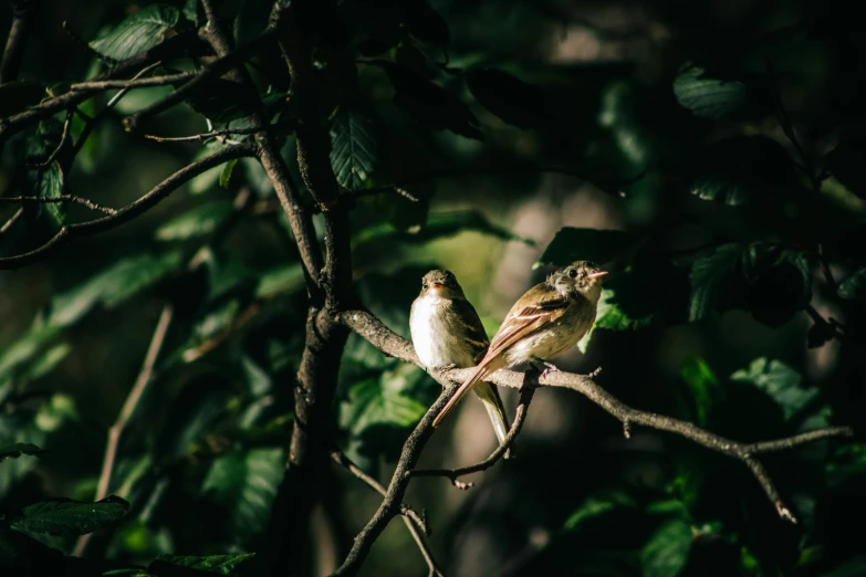 two birds perched on a tree nch in the dark