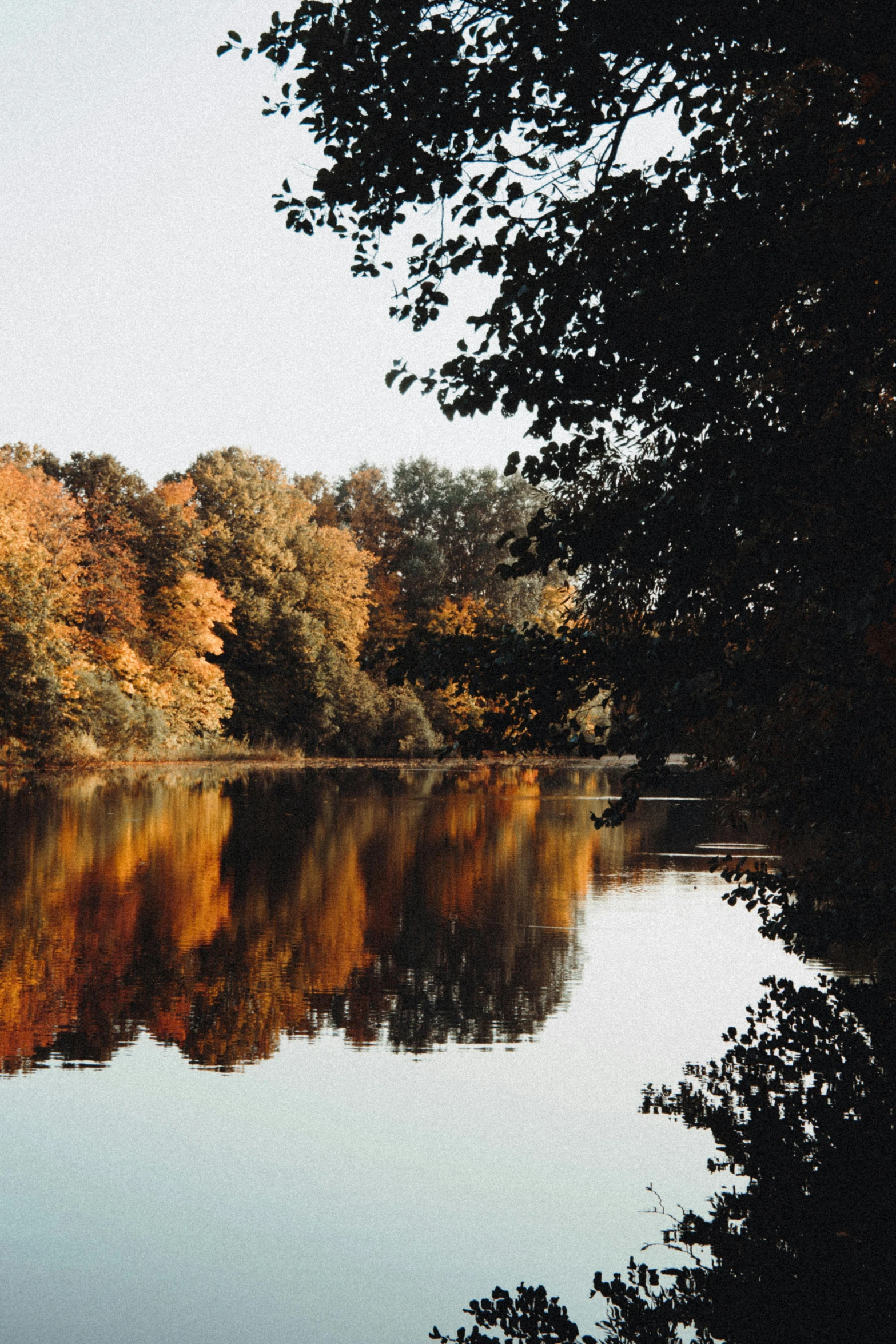 a calm lake with a group of trees lining it