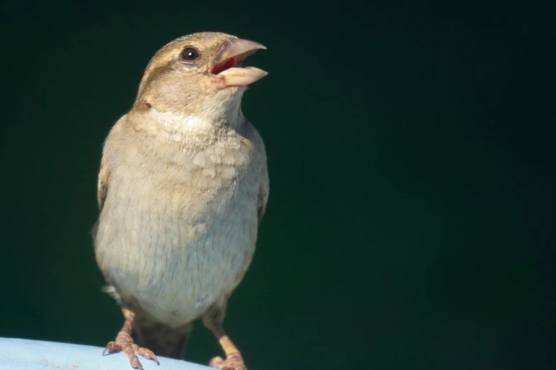 a small brown bird standing on top of a white object