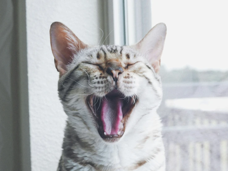 a cat is hissing with its mouth open