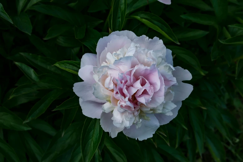 this is a close up view of a flower