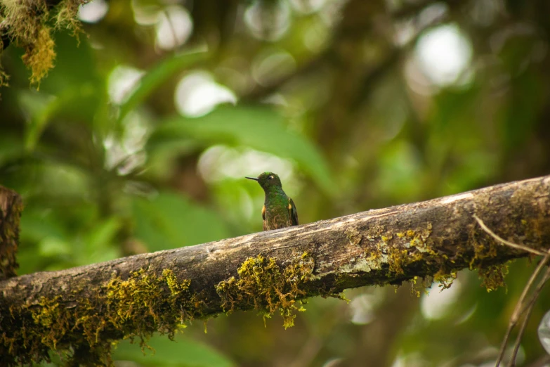 a small green bird sitting on top of a nch