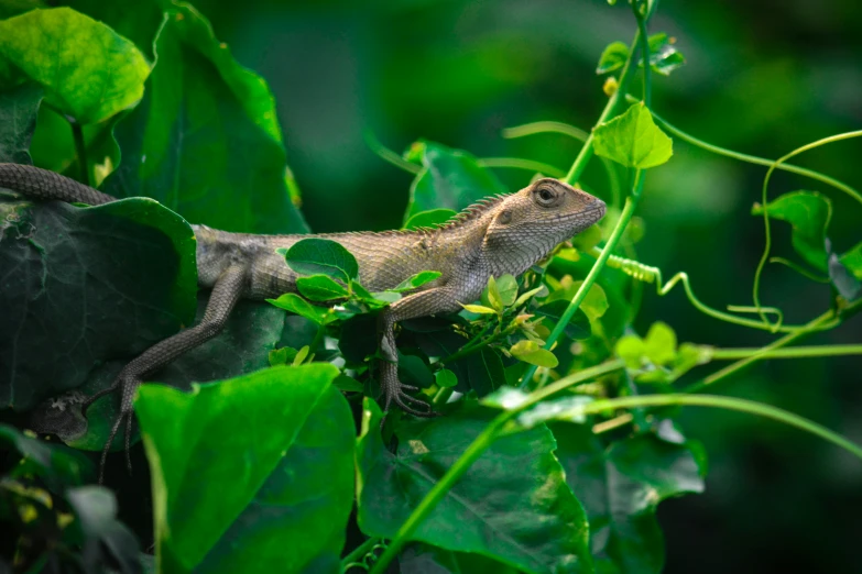 a lizard on the top of some green leaves