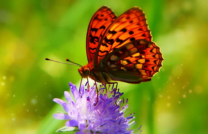 a erfly sits on a purple flower while it's all closed up