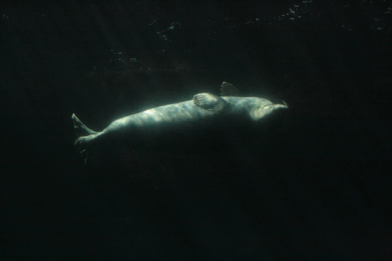 a large white animal swimming in the ocean