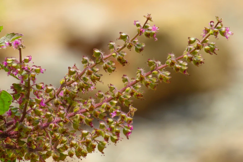 a small flower cluster with lots of tiny green and pink flowers