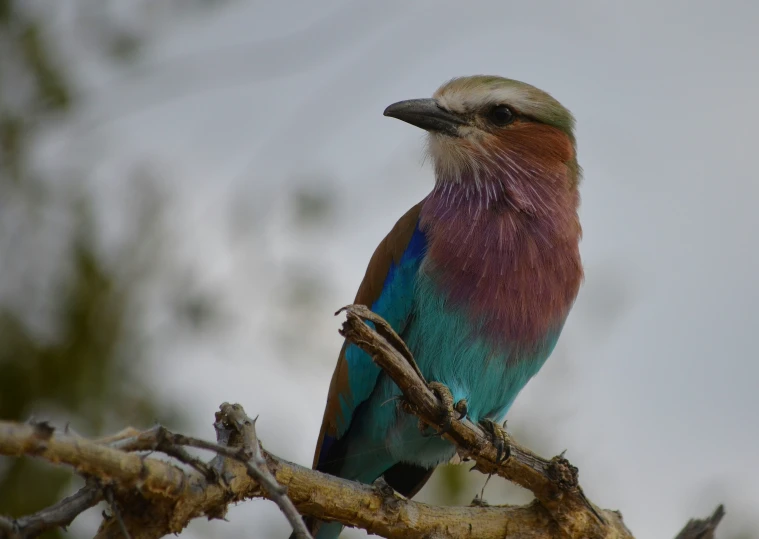 colorful bird sitting on the nch of a tree