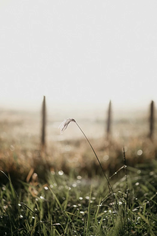 some water sitting in the grass and a fence