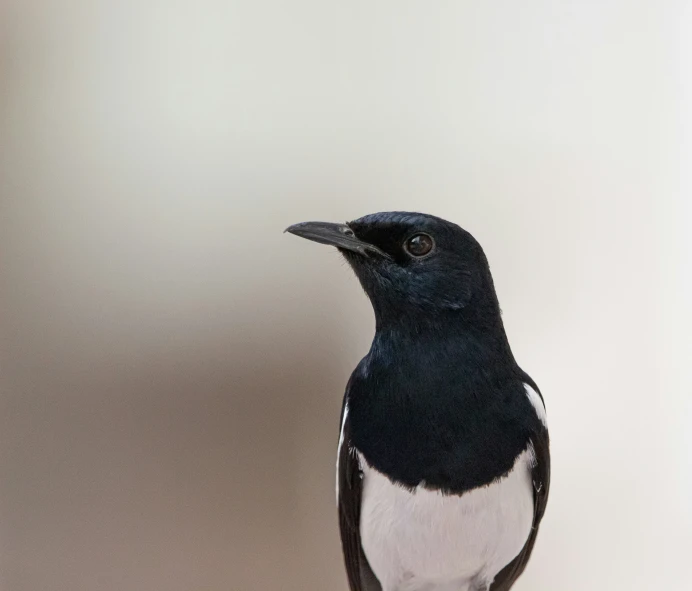 a black and white bird stands on a white surface