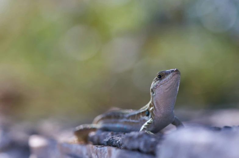 an lizard on the bark of a fence