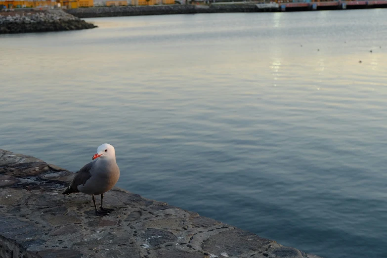 there is a seagull standing on the edge of a stone wall