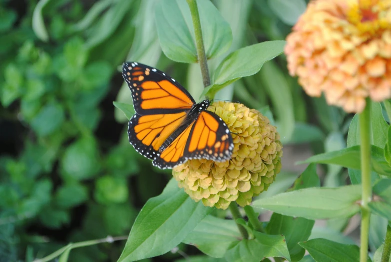 a bright orange erfly sits on the tip of a flower