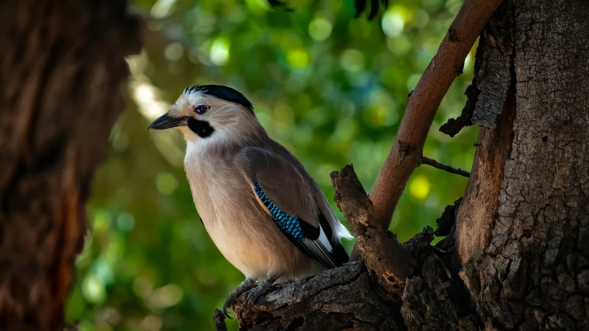 a blue and white bird perched on the nch of a tree