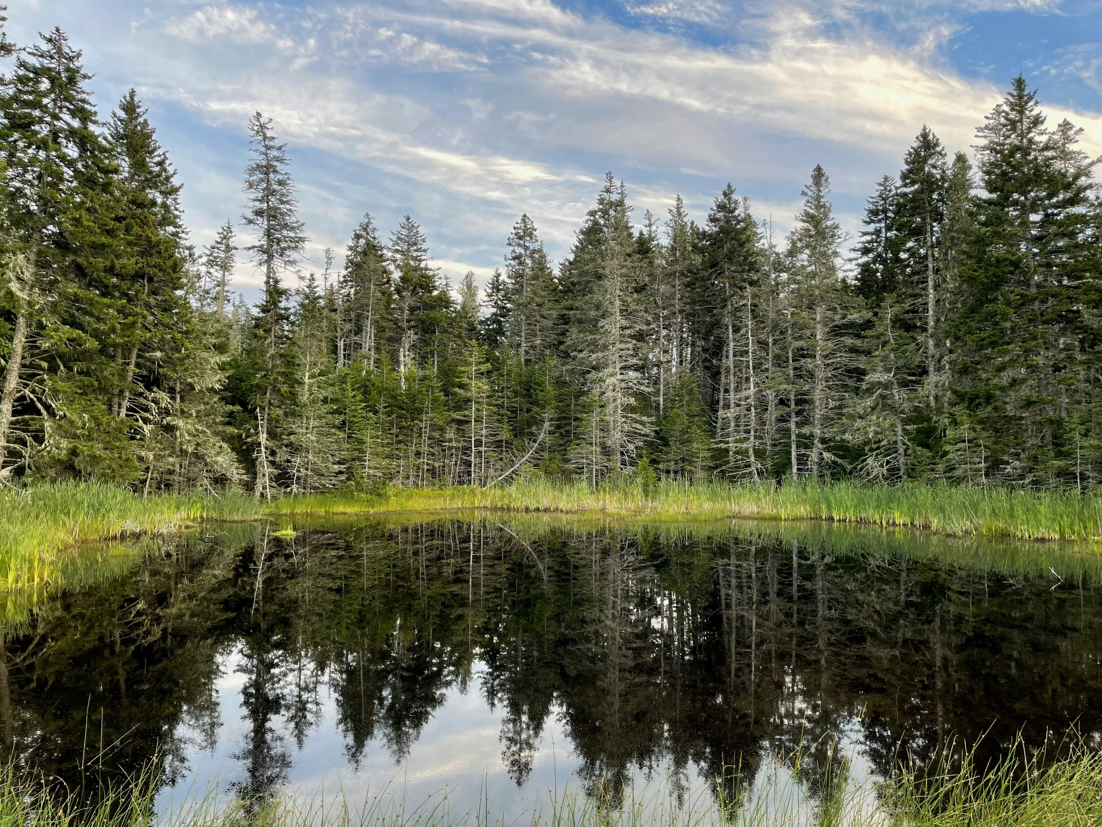 the trees have green leaves and are reflecting in the water