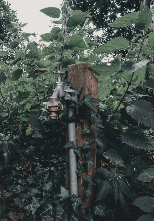 a fire hydrant is sticking out of the plant on the side of a fence