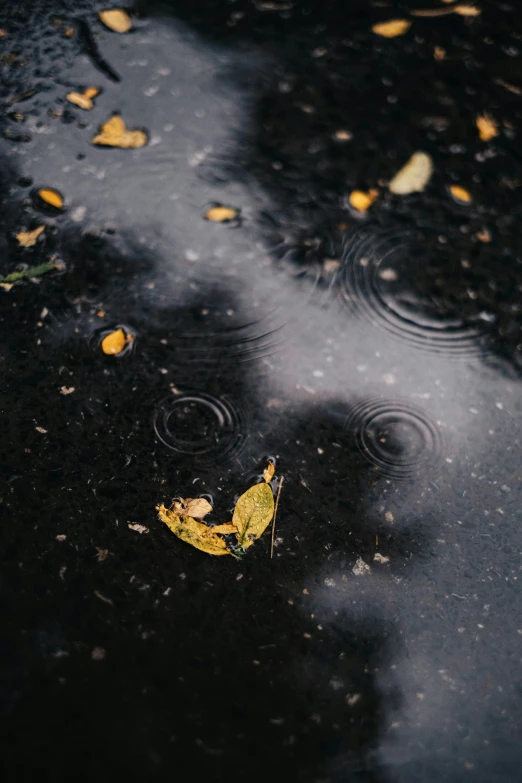 the yellow leaves are resting on the wet ground