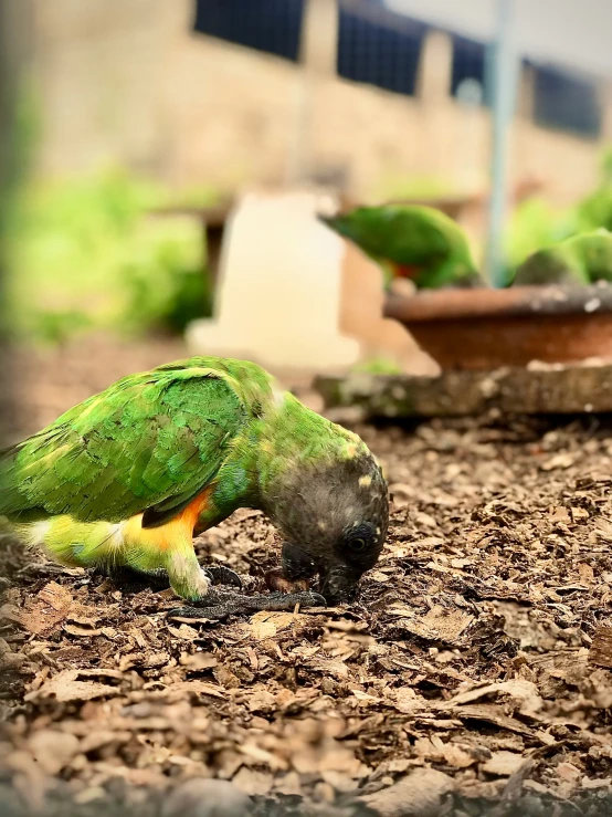 there is a small green parrot eating leaves on the ground