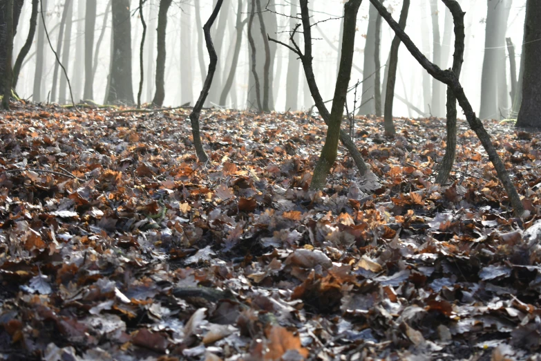 a leaf filled forest floor with very few trees