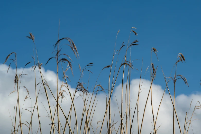 tall grass and white clouds against the sky