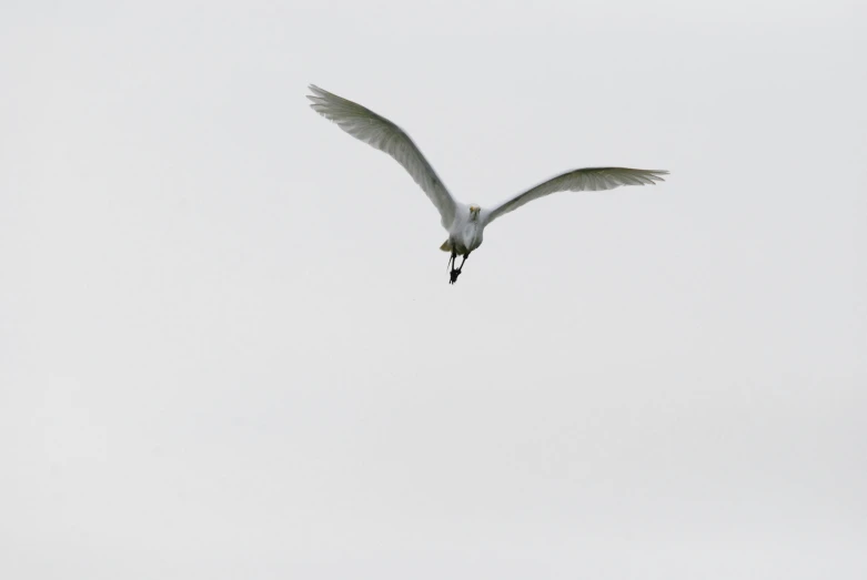 white bird flying through sky with wing extended