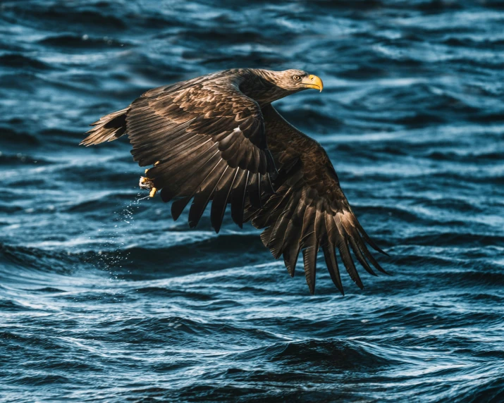 an eagle is flying over some water