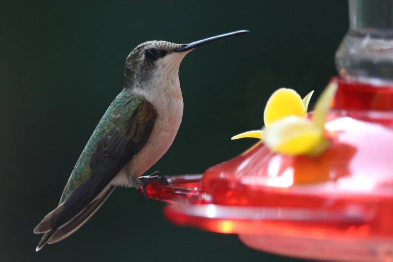 a hummingbird hanging on the side of a humming bird feeder