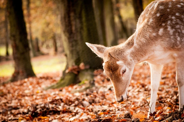 a young white - tailed deer stands in the fall leaves