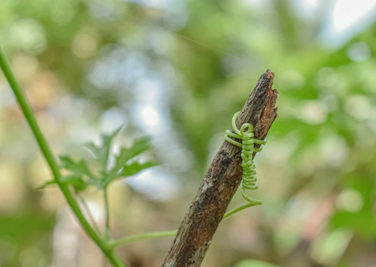 a grasshopper is walking along the stem of a plant